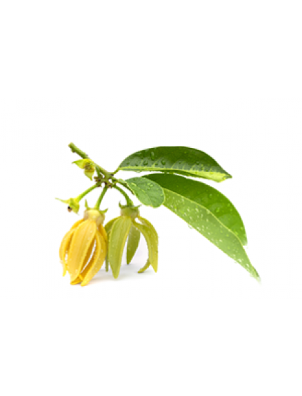 Ylang Ylang Essential Oil