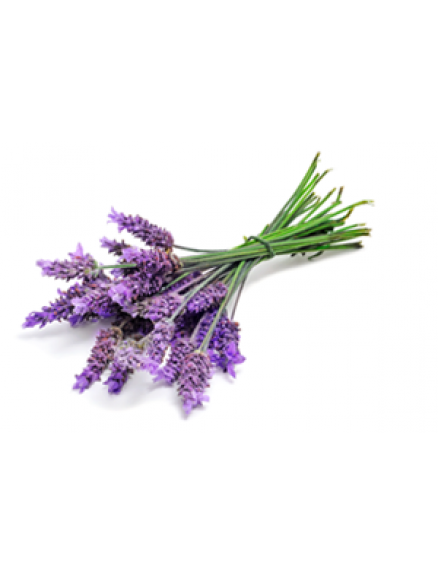 Lavender (true) Essential Oil