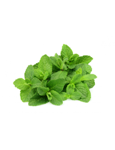 Spearmint Essential Oil