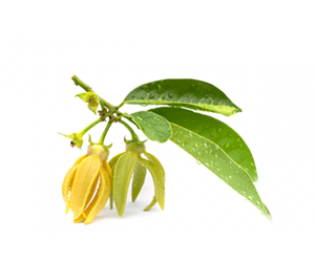 Ylang Ylang Essential Oil