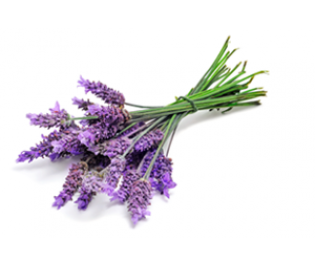 Lavender (true) Essential Oil