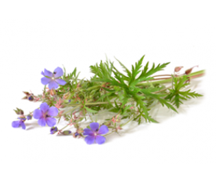 Geranium Essential Oil