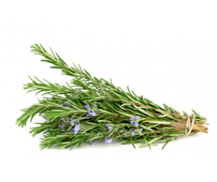 Rosemary Essential Oil